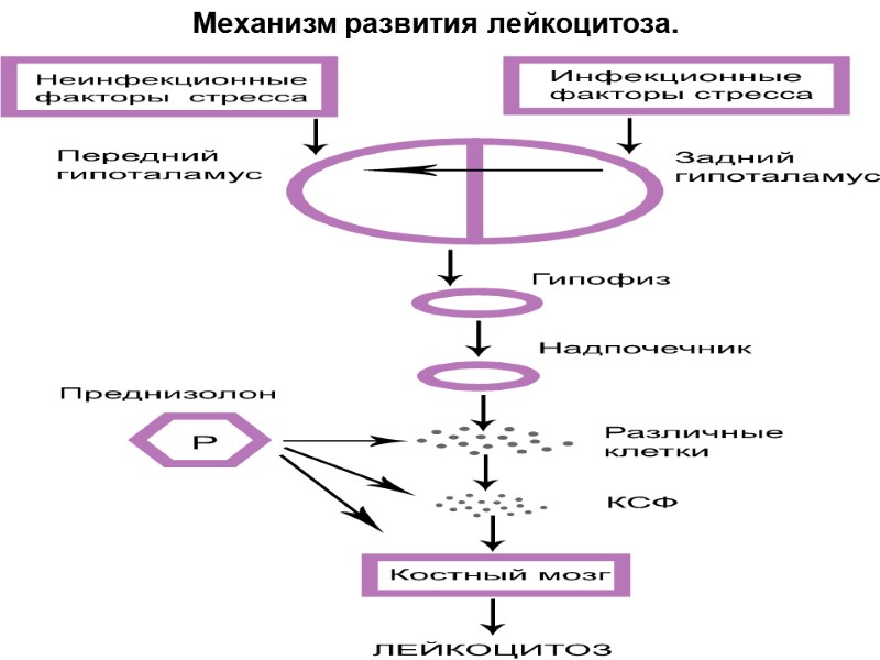 Механизм развития лейкоцитоза.